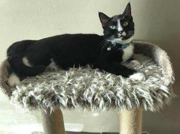 Tuxedo Cats Available for Adoption in Winnipeg, Manitoba - Whiskers | PetCurious