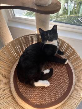Rescue Domestic Short Hair Cats for Adoption in San Jose, California - Whisper | PetCurious