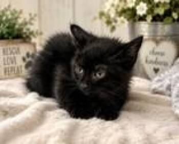 Bethel -  Domestic Short Hair Cat for Adoption in Portsmouth, Ohio - Bethel | PetCurious