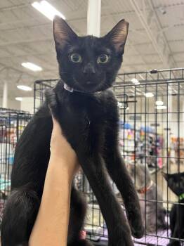 Montana (Purple Collar) -  Domestic Short Hair Cat for Adoption in Augusta, Georgia - Montana (Purple Collar) | PetCurious