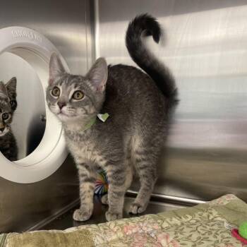 Domestic Short Hair Cats Available for Adoption - Manny | PetCurious