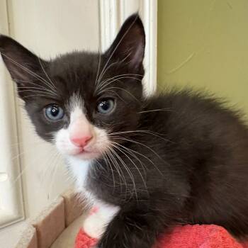 Rescue Domestic Short Hair Cats for Adoption in Lantana, Texas - Pancake | PetCurious