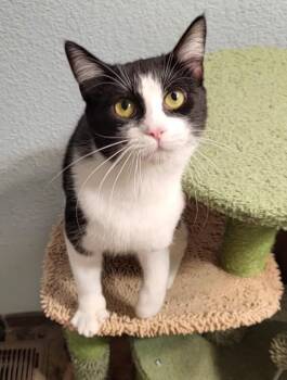 Domestic Short Hair Cats Available for Adoption in Broomfield, Colorado - JADE | PetCurious