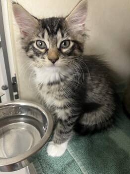 Grandpa Joe -  Domestic Short Hair Cat for Adoption in Elmsford, New York - Grandpa Joe | PetCurious