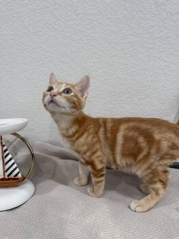 Alvin -  Domestic Short Hair Cat for Adoption in Las Vegas, Nevada - Alvin | PetCurious
