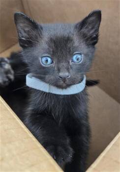 Rescue Domestic Short Hair Cats for Adoption in Dallas, Texas - KANAX | PetCurious