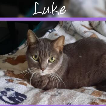 Rescue Domestic Short Hair Cats for Adoption in Wadena, Minnesota - Luke | PetCurious