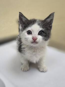 Slug -  Domestic Short Hair Cat for Adoption in Westland, Michigan - Slug | PetCurious