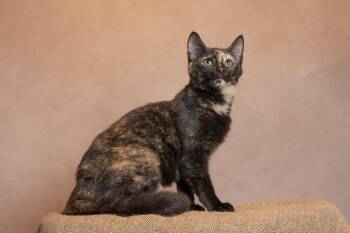 Hazel -  Tortoiseshell Cat for Adoption in Muncie, Indiana - Hazel | PetCurious