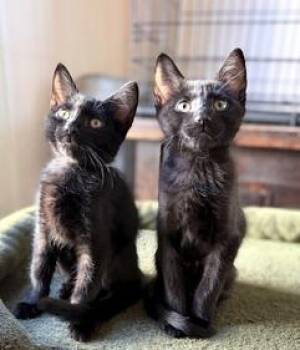 Lux and Lox -  Domestic Short Hair Cat for Adoption in Medford, Massachusetts - Lux And Lox | PetCurious