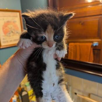 Rachel -  Domestic Short Hair Cat for Adoption in Johnstown, Pennsylvania - Rachel | PetCurious
