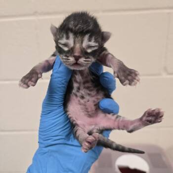 Margherita -  Domestic Short Hair Cat for Adoption in Reno, Nevada - Margherita | PetCurious