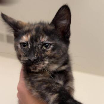 Domestic Short Hair Cats Available for Adoption - Cupcake | PetCurious