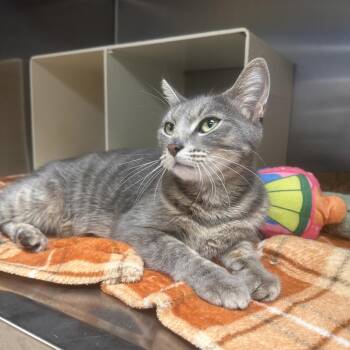 Deborah -  Domestic Short Hair Cat for Adoption in Newark, New Jersey - Deborah | PetCurious