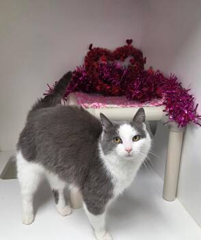 Domestic Short Hair Cats Available for Adoption - Abaddon | PetCurious