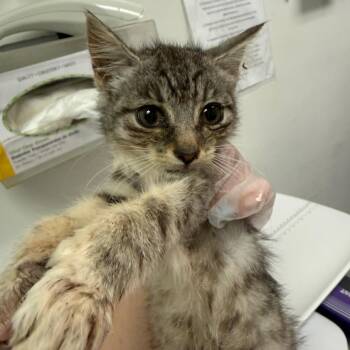 Big Arch -  Domestic Medium Hair Cat for Adoption in Charleston, West Virginia - Big Arch | PetCurious