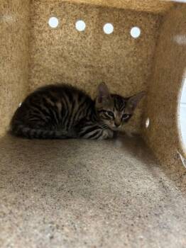 O`MALLY -  Domestic Short Hair Cat for Adoption in St. Cloud, Florida - O`MALLY | PetCurious