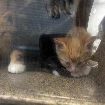 Nish -  Domestic Short Hair Cat for Adoption in Philadelphia, Pennsylvania - Nish | PetCurious