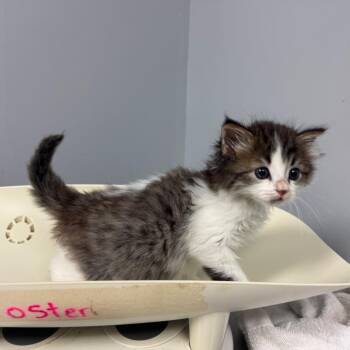 Lobster Roll -  Domestic Short Hair Cat for Adoption in Columbus, Georgia - Lobster Roll | PetCurious