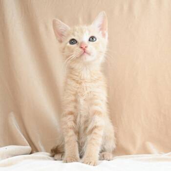 Opal -  Domestic Short Hair Cat Available for Adoption in Mobile, Alabama - Opal | PetCurious