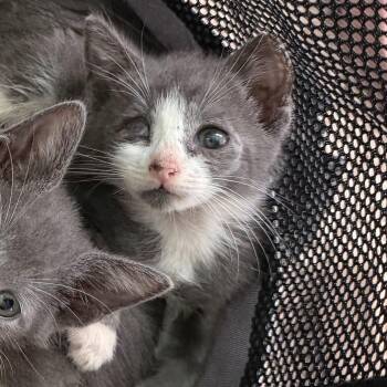 Petrie -  Domestic Short Hair Cat for Adoption in Jacksonville, Florida - Petrie | PetCurious