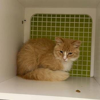 Maximus -  Domestic Long Hair Cat Available for Adoption in Tallahassee, Florida - Maximus | PetCurious