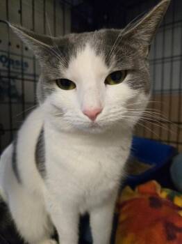 Domestic Short Hair Cats Available for Adoption - 2026-10 Moonie | PetCurious