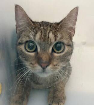 Finley -  Domestic Short Hair Cat for Adoption - Finley | PetCurious
