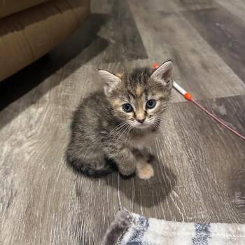 Tiger Lily-at Petsmart Madison East -  Domestic Short Hair Cat for Adoption in Madison, Wisconsin - Tiger Lily-at Petsmart Madison East | PetCurious