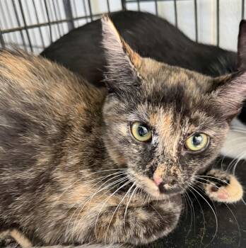 Star -  Domestic Short Hair Cat for Adoption in Deming, New Mexico - Star | PetCurious