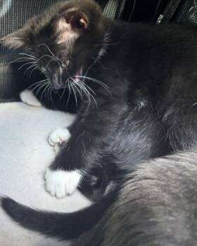 Hyrax -  Domestic Short Hair Cat for Adoption in Chamblee, Georgia - Hyrax | PetCurious