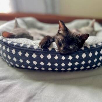 Domestic Short Hair Cats Available for Adoption in Chicago, Illinois - Sedona | PetCurious