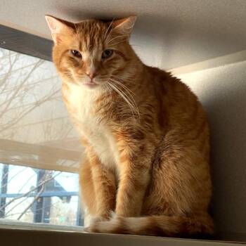 Domestic Short Hair Cats Available for Adoption - Jerry | PetCurious