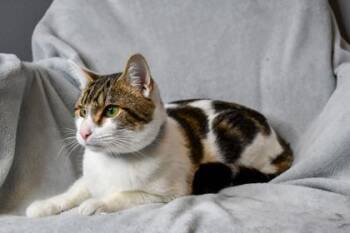 Domestic Short Hair Cats Available for Adoption in Yakima, Washington - Roger | PetCurious
