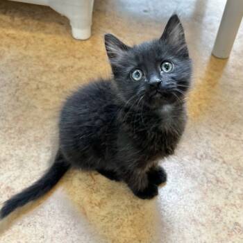 Rescue Domestic Medium Hair Cats for Adoption in Dublin, California - Cole | PetCurious