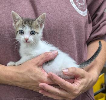 Rescue Domestic Short Hair Cats for Adoption in Parsons, Kansas - Marshmallow | PetCurious