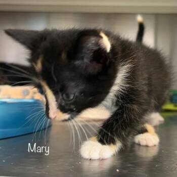 Mary (Calico Kitten) -  Domestic Short Hair Cat for Adoption in Madisonville, Tennessee - Mary (Calico Kitten) | PetCurious