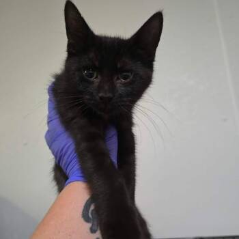 Tahani -  Domestic Short Hair Cat for Adoption in Winthrop, Maine - Tahani | PetCurious