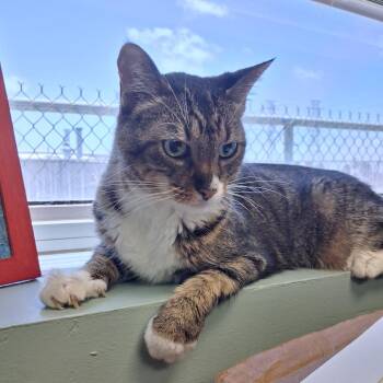 Irie -  Domestic Short Hair and Mixed Breed Cat for Adoption in Lake Jackson, Texas - Irie | PetCurious