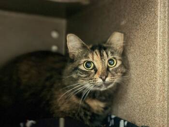 Rescue Domestic Medium Hair Cats for Adoption in Raleigh, North Carolina - MARGO | PetCurious