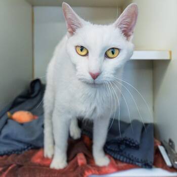 Domestic Short Hair Cats Available for Adoption in South Elgin, Illinois - Pixie | PetCurious