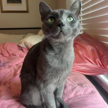 Nova -  Domestic Short Hair and Russian Blue Cat for Adoption in Tallahassee, Florida - Nova | PetCurious