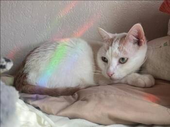 Nala -  Domestic Short Hair Cat for Adoption in Lakewood, California - Nala | PetCurious