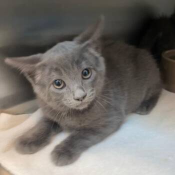 SHIMMER* -  Domestic Short Hair Cat for Adoption in Santa Cruz, California - SHIMMER* | PetCurious