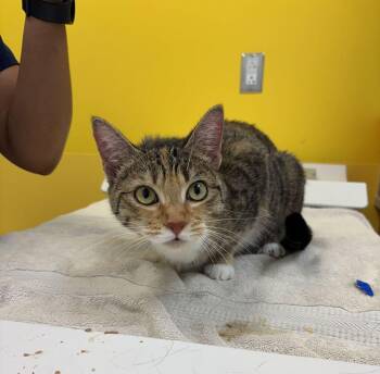 Penelope -  Domestic Short Hair Cat for Adoption in Raleigh, North Carolina - Penelope | PetCurious