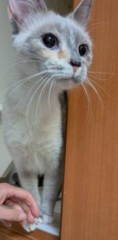 Lady -  Siamese and Domestic Short Hair Cat for Adoption in Fairfax, Virginia - Lady | PetCurious