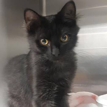 Huckleberry -  Domestic Medium Hair Cat for Adoption in Spokane, Washington - Huckleberry | PetCurious