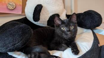 Peter 2 -  Domestic Short Hair Cat for Adoption in Arthur, Ontario - Peter 2 | PetCurious