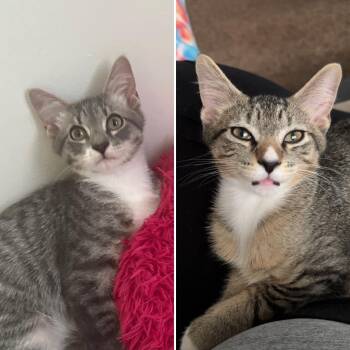 Tommy / Leonard -  Domestic Short Hair Cat for Adoption in Minneapolis, Minnesota - Tommy / Leonard | PetCurious