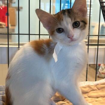Wanda -  Domestic Short Hair Cat for Adoption in Chesapeake, Virginia - Wanda | PetCurious